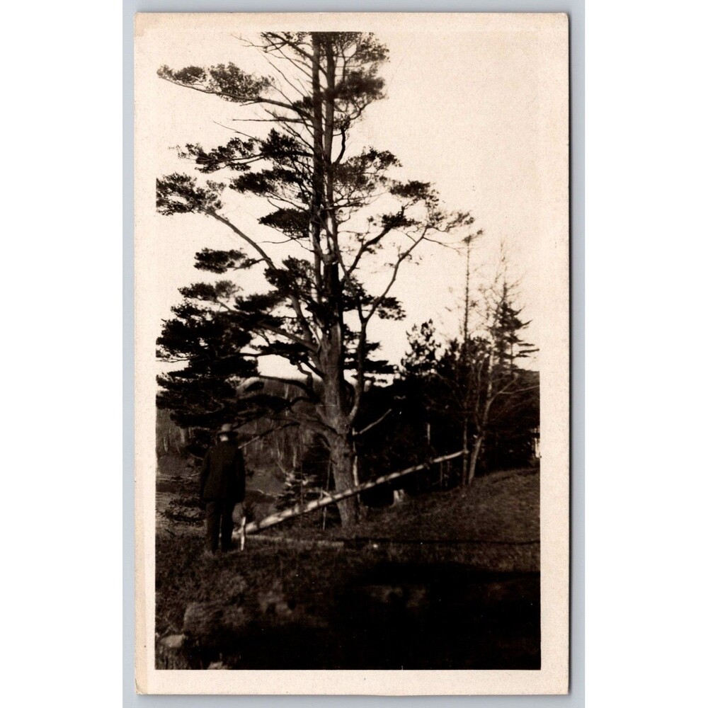 Vintage RPPC Postcard Man by Massive Pine Tree Forest Logging Era Unposted c1910